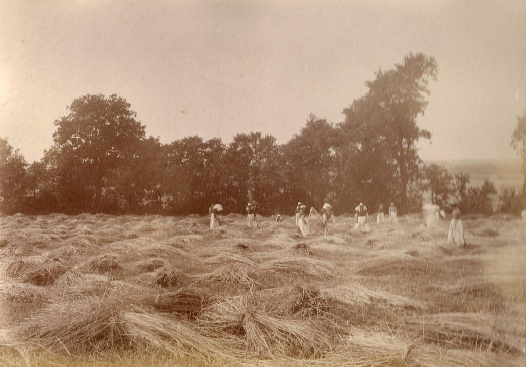 Es ist ein schwarz-weißes Foto der Strohernte. Das Stroh ist gemäht und liegt auf dem Feld. In Ferne sind Frauen erkennbar, die das Stroh bündeln. Viele tragen weiße Arbeitsschürzen und einzelne tragen weiße Hauben, letztere sind Wärterinnen. Sie binden die Strohbündel mit bloßer Hand. Sie haben kein Werkzeug. Am Feldrand ragen Bäume.